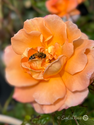 Scent from Heaven Rose - Peach Climbing Rose - A close up photo of a single peach bloom with a bee pollinating the centre