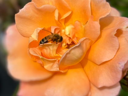 Scent From Heaven Rose Scent From Heaven Rose Image