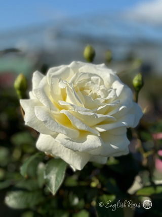Silver Anniversary Rose - Pure White Hybrid Tea Rose - A close up photo of a single white bloom with lots of buds