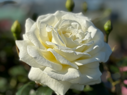 Silver Anniversary Rose - 25th Wedding Anniversary Gift Silver Anniversary Rose - 25th Wedding Anniversary Gift Image