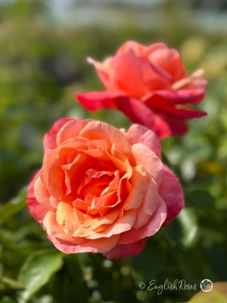 Silver Jubilee Rose - Two open blooms with blends of pink and peach, on a backdrop of green foliage