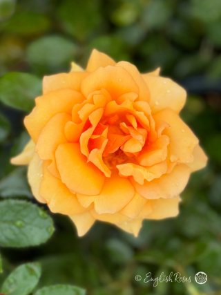 Simply The Best Rose - Amber Hybrid Tea Rose - Close up photo of a single amber coloured bloom