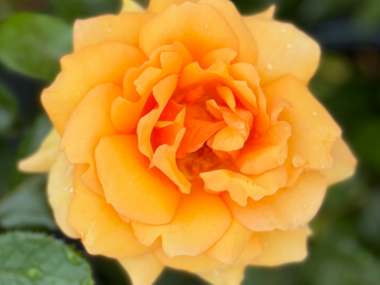 Simply The Best Rose Simply The Best Rose Image