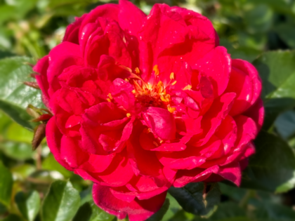 In Loving Memory Of My Brother - English Roses Gift In Loving Memory Of My Brother - English Roses Gift Image