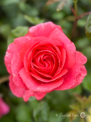 Special Anniversary Rose - Magenta Hybrid Tea Rose - A close up photo of a single magenta coloured bloom
