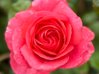 Special Anniversary Rose Special Anniversary Rose Image