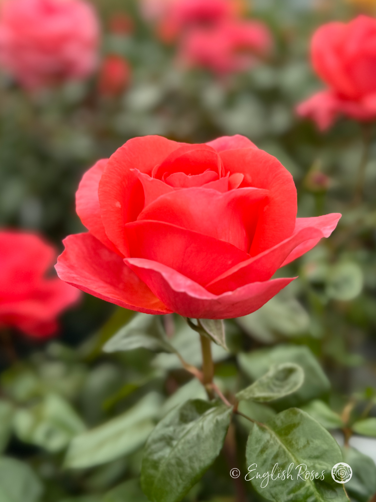 Special Anniversary Rose - Magenta Hybrid Tea Rose - Close up photo of a single magenta bloom with additional blooms in the background