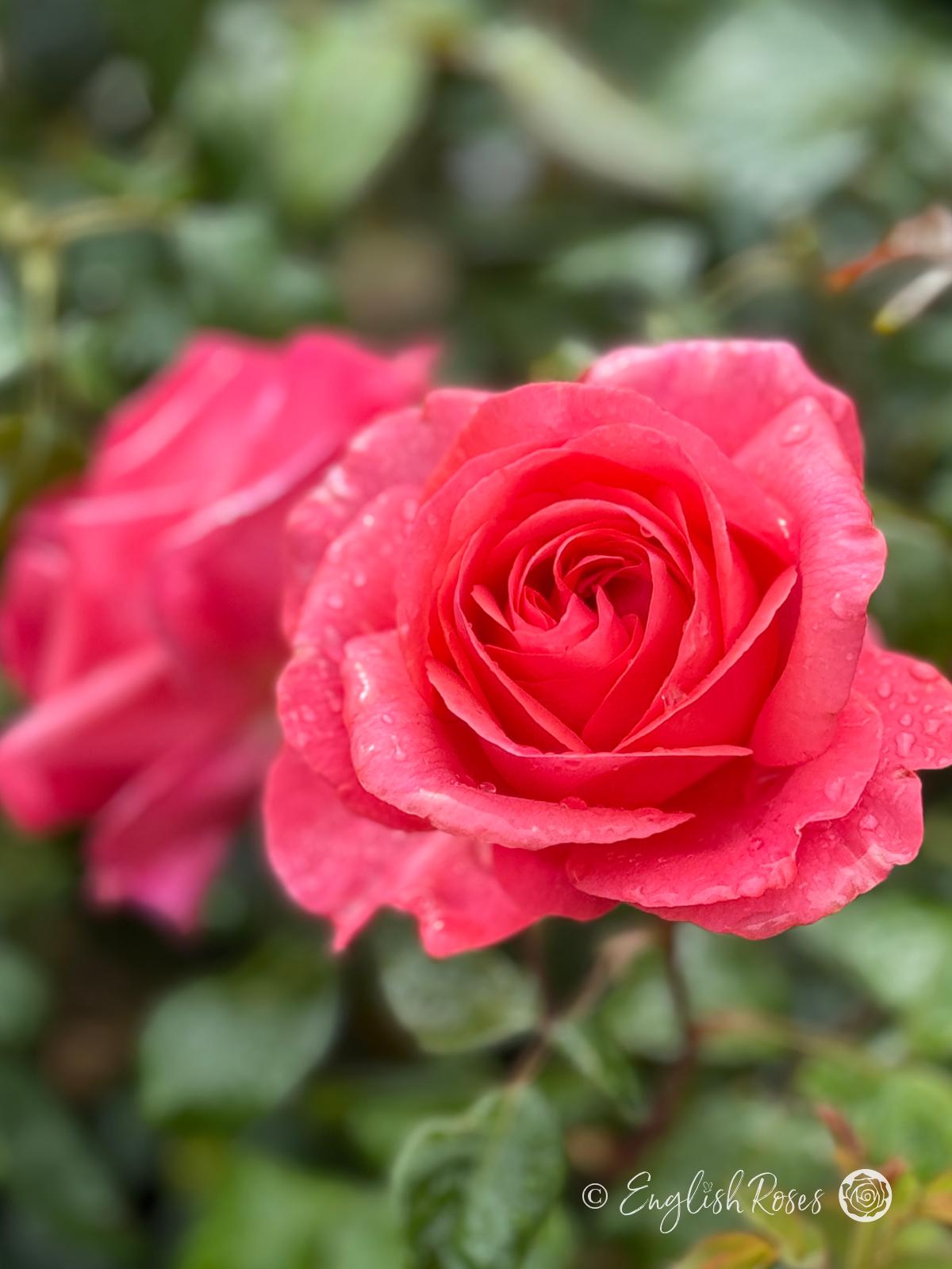 Special Anniversary Rose - Magenta Hybrid Tea Rose - A close up photo of two magenta pink blooms and foliage
