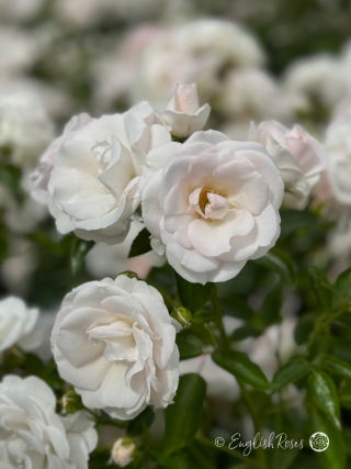 Special Child Rose - White Floribunda Rose - A close up photo of multiple white blooms with hints of pale pink