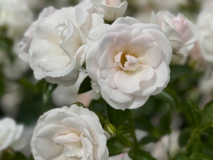 Special Child Rose - Memorial Gift For Loss Of Child Special Child Rose - Memorial Gift For Loss Of Child Image