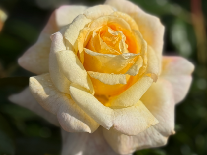 Special Day Rose Special Day Rose Image