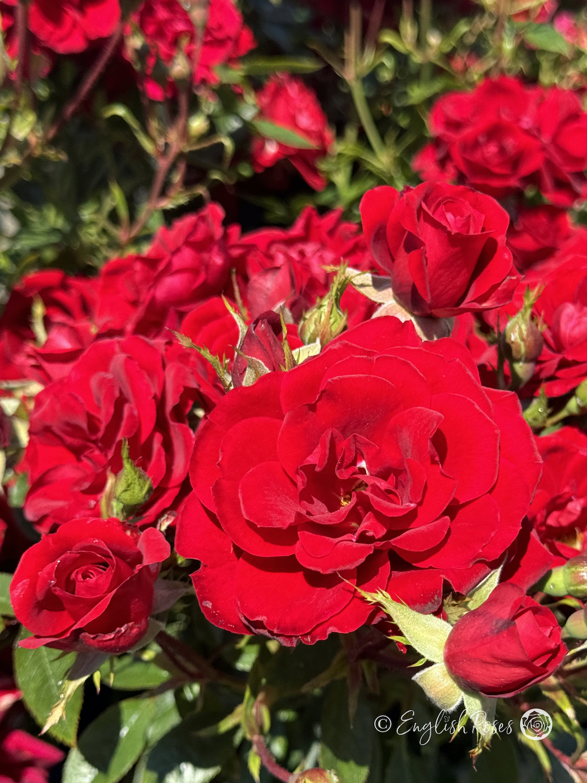 Special Grandad Rose - Red Patio Rose - A close up photo of multiple bright red blooms, buds and foliage
