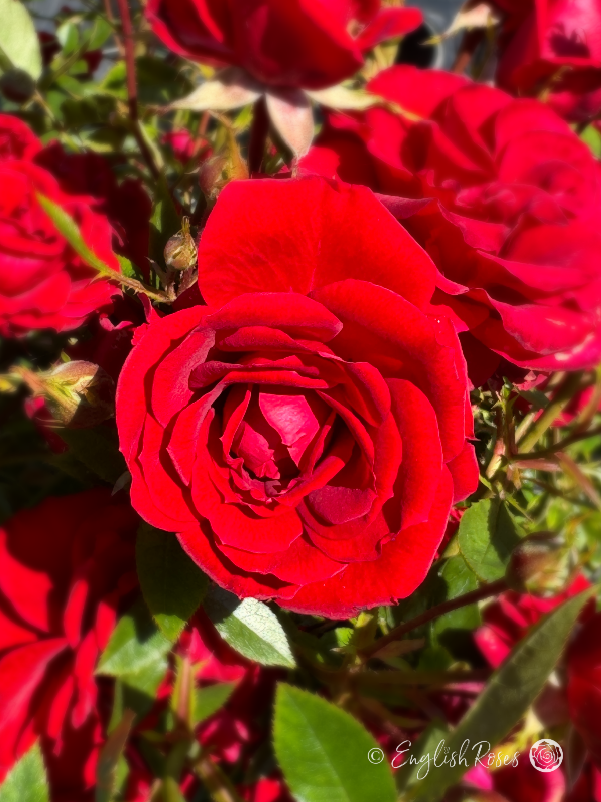 Special Grandad Rose - Red Patio Rose - A close up photo of a bright red bloom