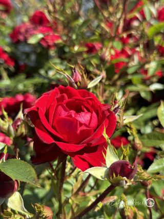 Special Grandad Rose - Red Patio Rose - Close up photo of an open, red bloom with lots of buds
