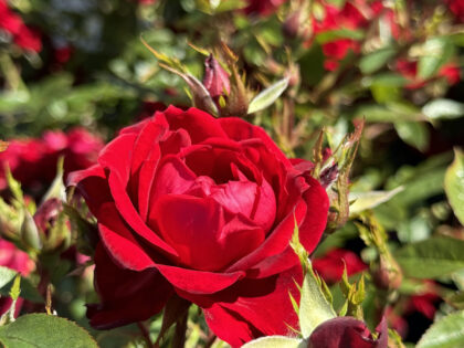 Special Grandad Rose Special Grandad Rose Image