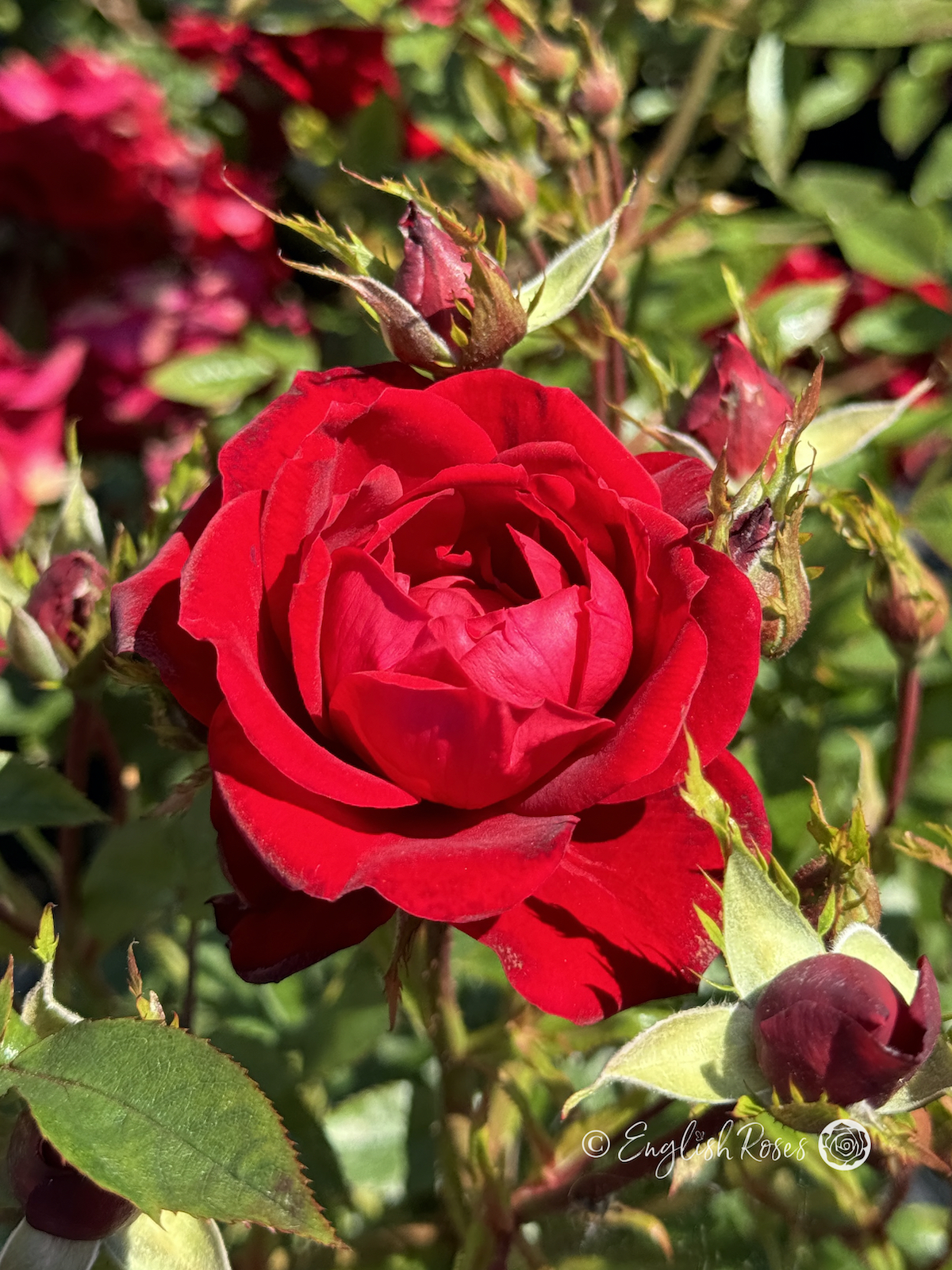 Special Grandad Rose - Red Patio Rose - A close up photo of an open, bright red bloom with buds and foliage