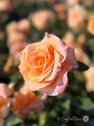 Special Occasion Rose - Apricot Hybrid Tea Rose - A close up photo of a single, apricot coloured bloom