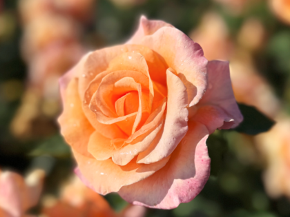 Special Occasion Rose - 1st Wedding Anniversary Gift Special Occasion Rose - 1st Wedding Anniversary Gift Image