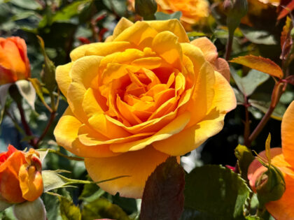 English Roses Retirement Rose - Strike It Rich Rose English Roses Retirement Rose - Strike It Rich Rose Image