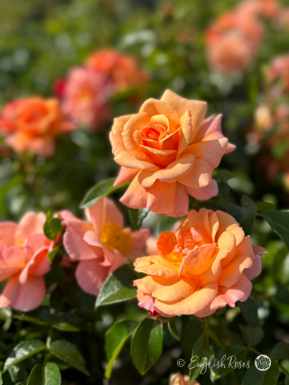 Summer Beauty Rose - Pink and Apricot Floribunda Rose - A close up photo of multiple pink and apricot blooms with additional blooms and foliage in the background