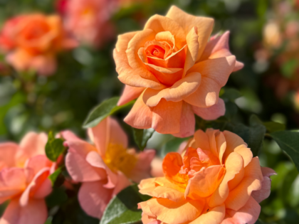 Summer Beauty Rose - Eco Friendly Christmas Presents Summer Beauty Rose - Eco Friendly Christmas Presents Image