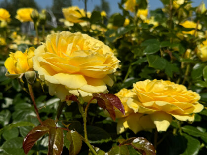 Happy 50th Birthday Gift Happy 50th Birthday Gift Image