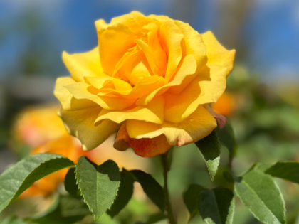 Sunny Sky Rose Sunny Sky Rose Image