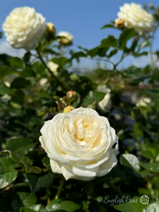 Sweet Child of Mine Rose - Creamy White Floribunda Rose - Close up photo of three white blooms in front of a clear blue sky
