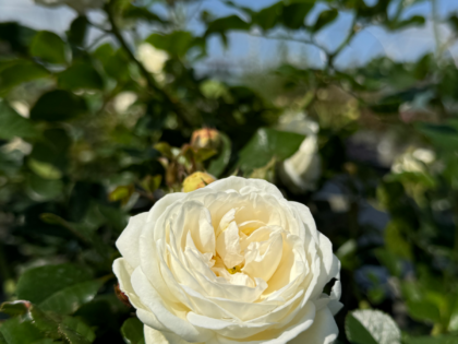 Sweet Child Of Mine Rose - Angel Baby Memorial Gift Sweet Child Of Mine Rose - Angel Baby Memorial Gift Image