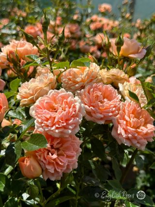 Sweet Dream Rose - Peach Patio Rose - A close up photo of lots of peach coloured blooms, buds and lush green foliage