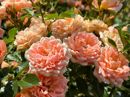 Sweet Dream Rose - Miscarriage Memorial Sweet Dream Rose - Miscarriage Memorial Image