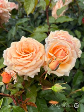 Sweet Honey Rose - Apricot Floribunda Rose - A close up photo of some apricot coloured blooms with lots of buds and foliage