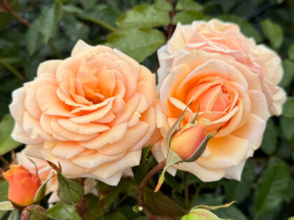 Loving Memory Gift Loving Memory Gift Image