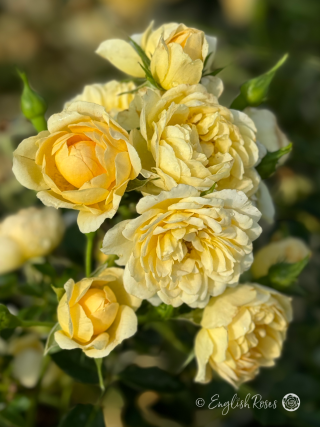 Sweet Memories Rose - Yellow Patio Rose - A close up photo of multiple yellow blooms and buds