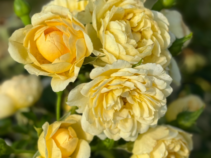 Sweet Memories Rose Sweet Memories Rose Image