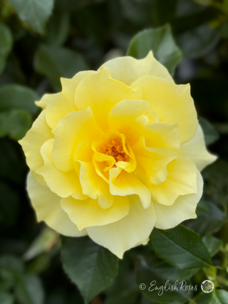 Sweet Remembrance Rose - Yellow Hybrid Tea Rose - A close up photo of a single, pale yellow bloom