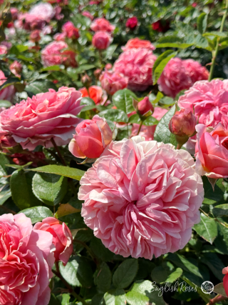 The Duchess Of Cornwall Rose - Salmon Pink Hybrid Tea Rose - A close up photo of multiple salmon pink blooms, buds and lush green foliage