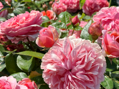 The Duchess Of Cornwall Rose - Mothers Day Gift The Duchess Of Cornwall Rose - Mothers Day Gift Image