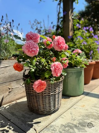 The Duchess Of Cornwall Rose - Salmon Pink Hybrid Tea Rose - A Willow Basket Gift presentation of The Duchess Of Cornwall Rose variety featuring salmon pink blooms, buds and foliage