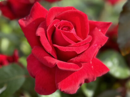 Thinking Of You Rose Thinking Of You Rose Image