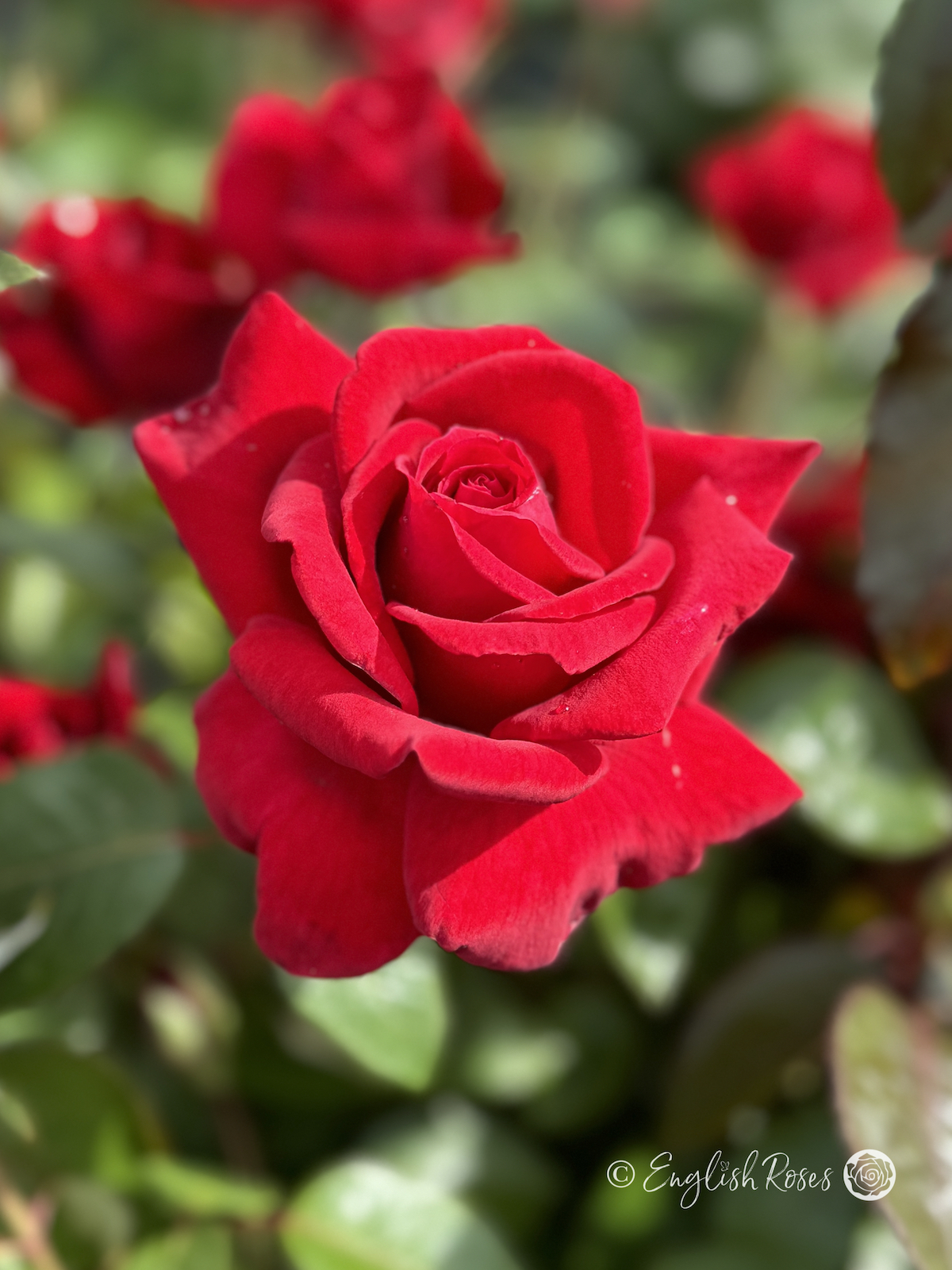 Thinking Of You Rose - Crimson Red Hybrid Tea Rose - A close up photo of a single crimson red bloom