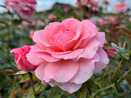 A Rose For Diane - English Roses Gift A Rose For Diane - English Roses Gift Image