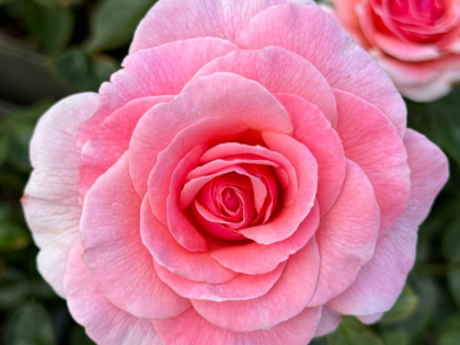 Tickled Pink Rose Tickled Pink Rose Image