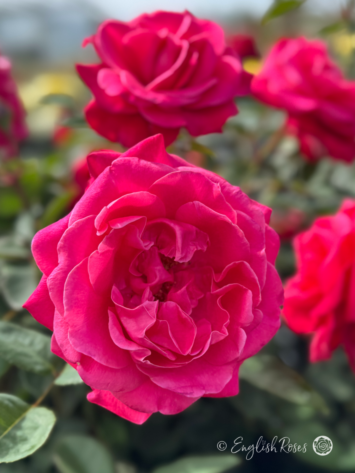 Timeless Charisma Rose - Deep Pink Hybrid Tea Rose - A close up photo of multiple deep pink blooms and green foliage