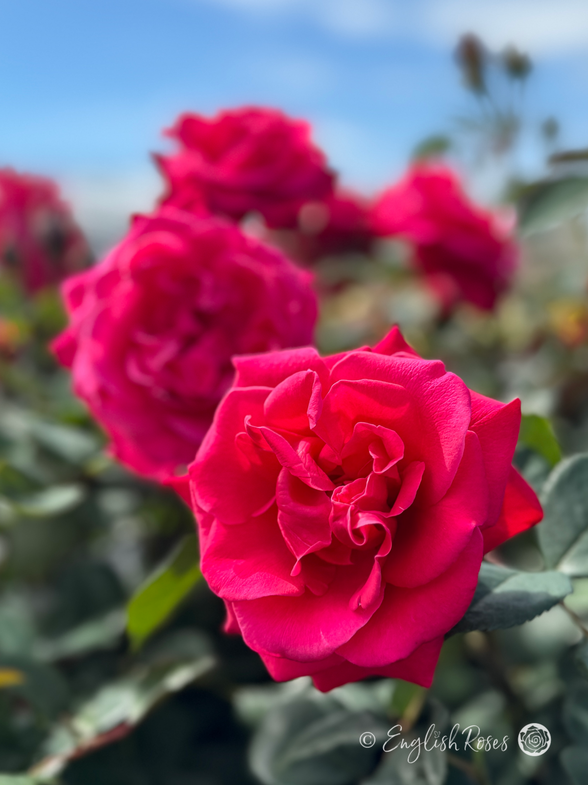 Timeless Charisma Rose - Deep Pink Hybrid Tea Rose - Close up photo of multiple deep pink blooms in front of a clear blue sky
