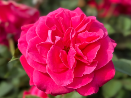 Timeless Charisma Rose Timeless Charisma Rose Image