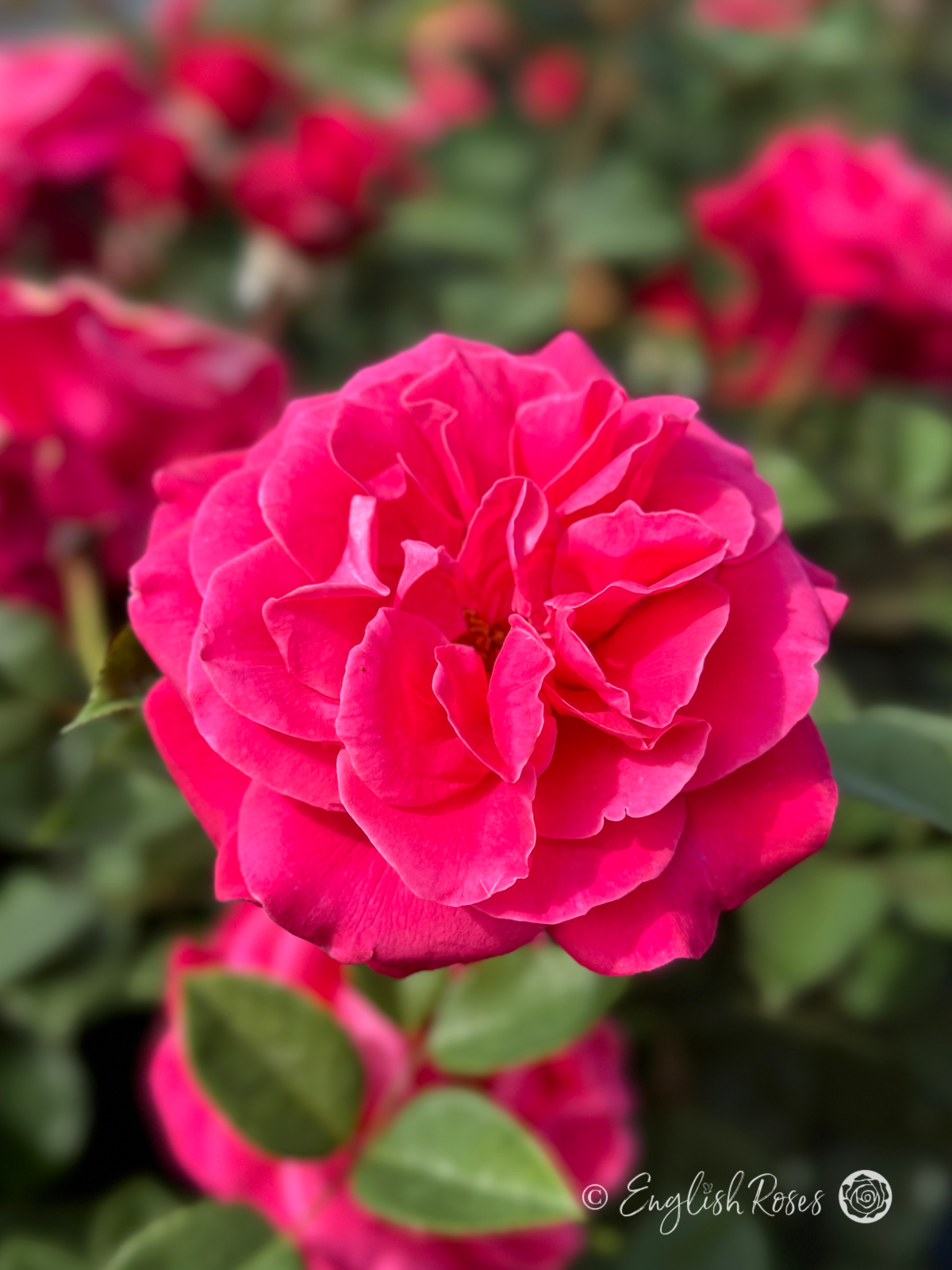 Timeless Charisma Rose - Deep Pink Hybrid Tea Rose - A close up photo of lots of open, deep pink blooms and foliage