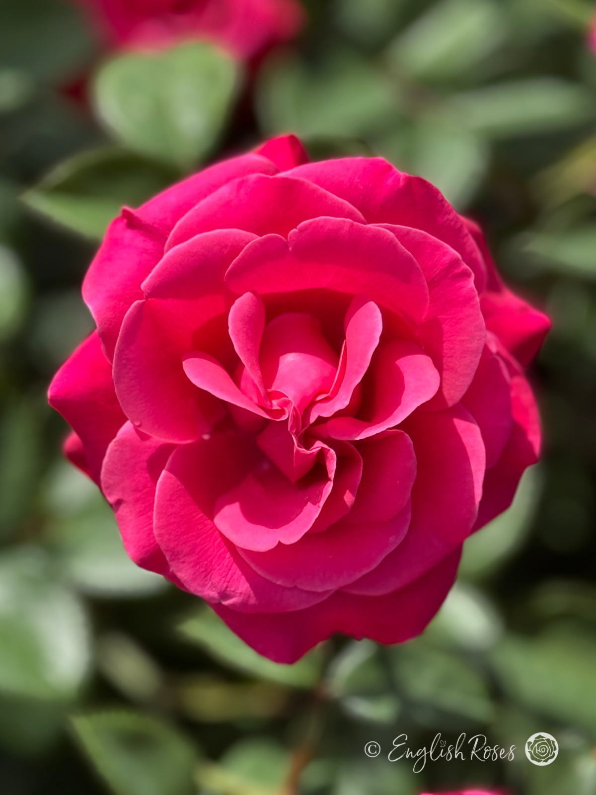 Timeless Charisma Rose - Deep Pink Hybrid Tea Rose - A close up photo of a single deep pink bloom