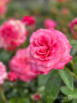 Timeless Pink Rose - Soft Pink Hybrid Tea Rose - A close up photo of a single soft pink bloom with additional blooms in the background
