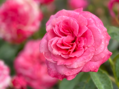 A Rose For My Special Daughter A Rose For My Special Daughter Image